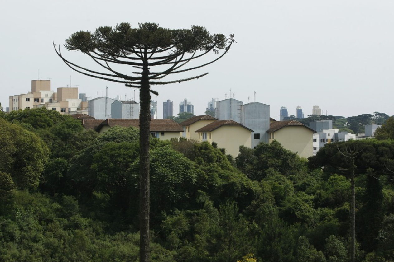 A capital dos pinheiros do Paraná